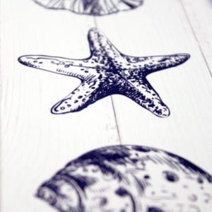 Starfish - Echinoderm