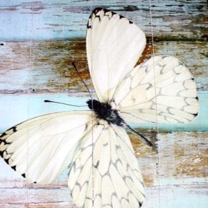 Insect - Arthropod