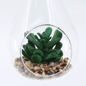 Houseplant - Citroën Cactus M