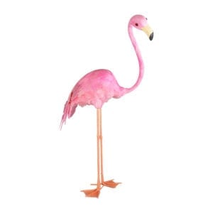 Birds - Flamingo