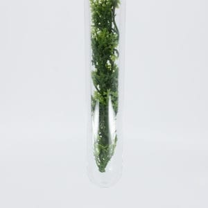 Plant stem - Vase